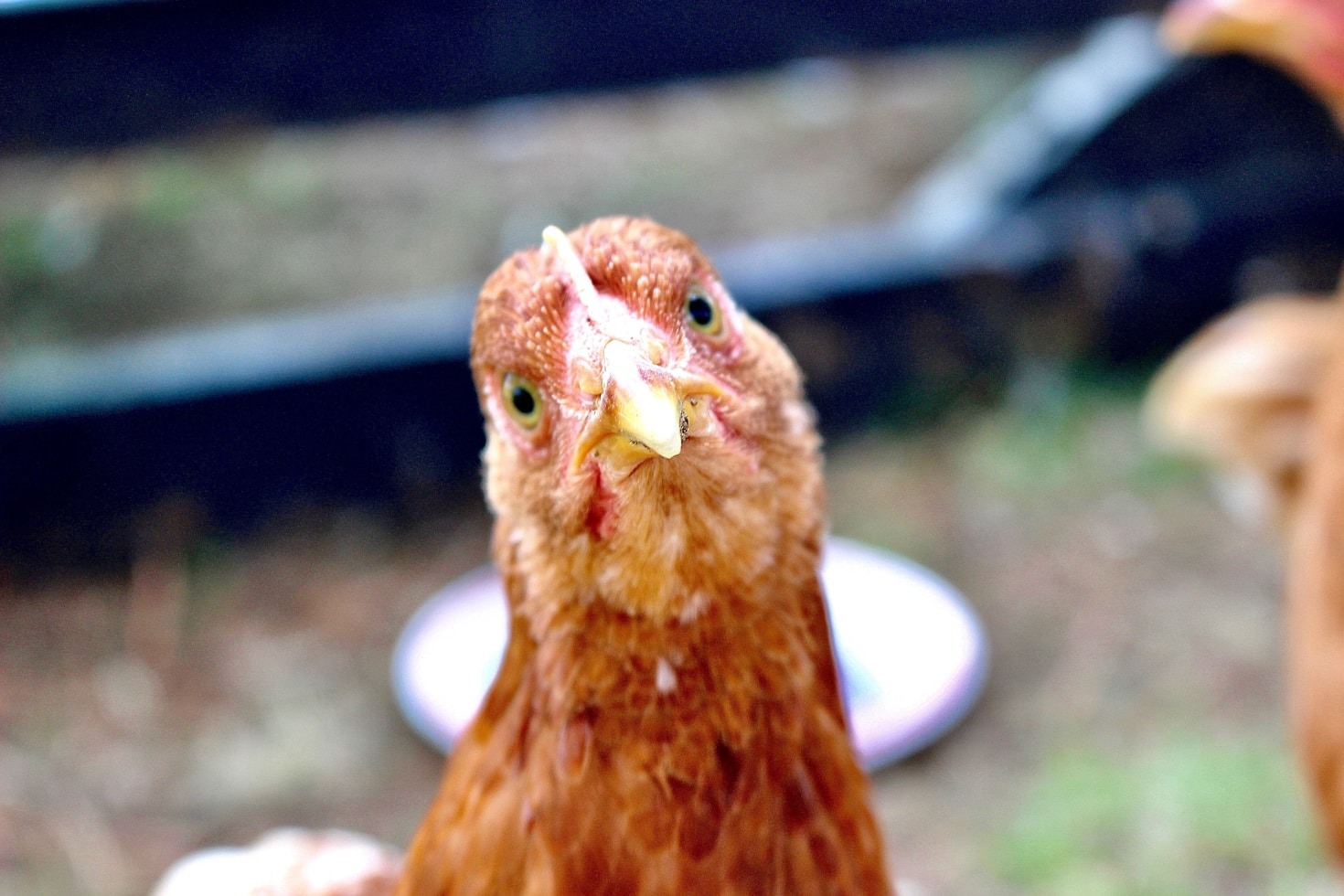 The Perfect Hobby Farm Experience in Ionia