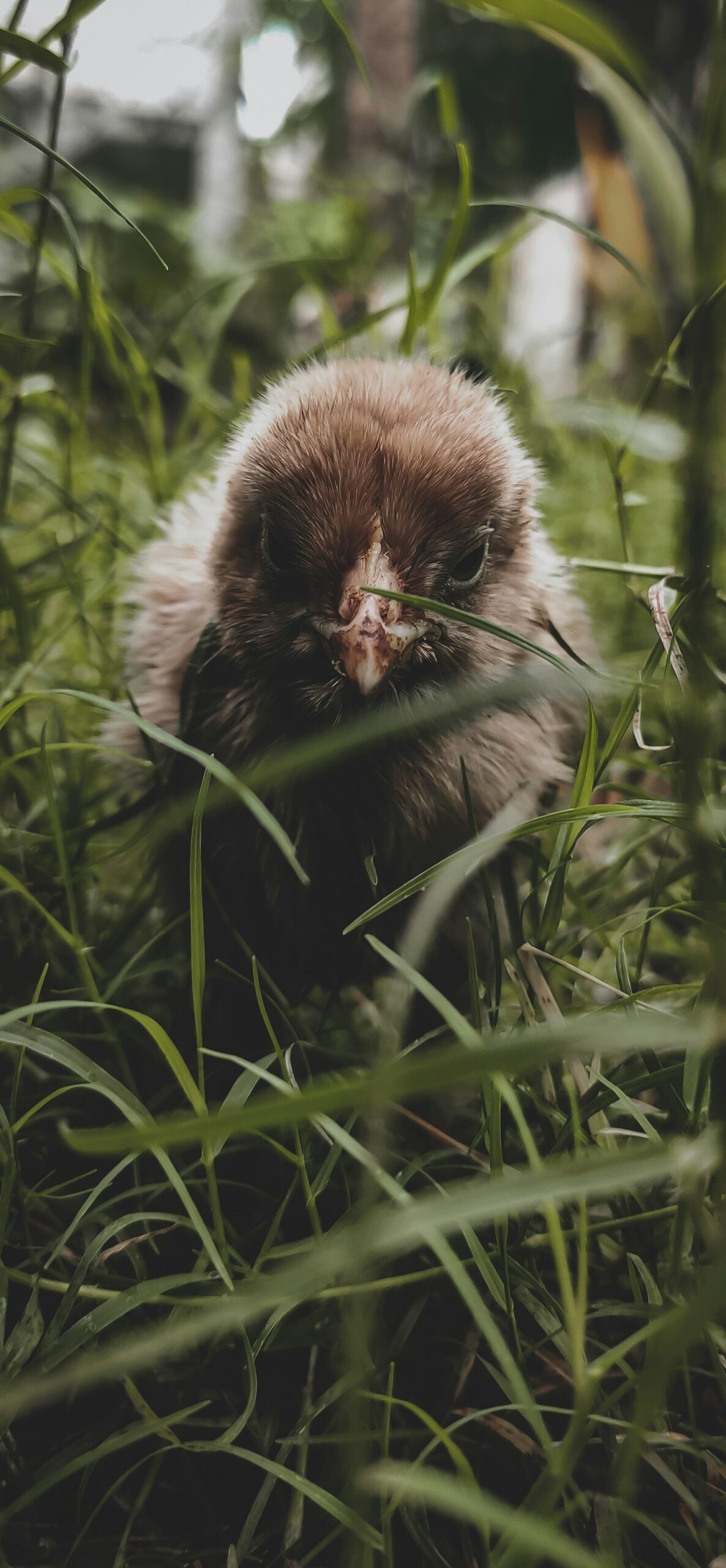 Top 5 Reasons to Try Chicken Rentals