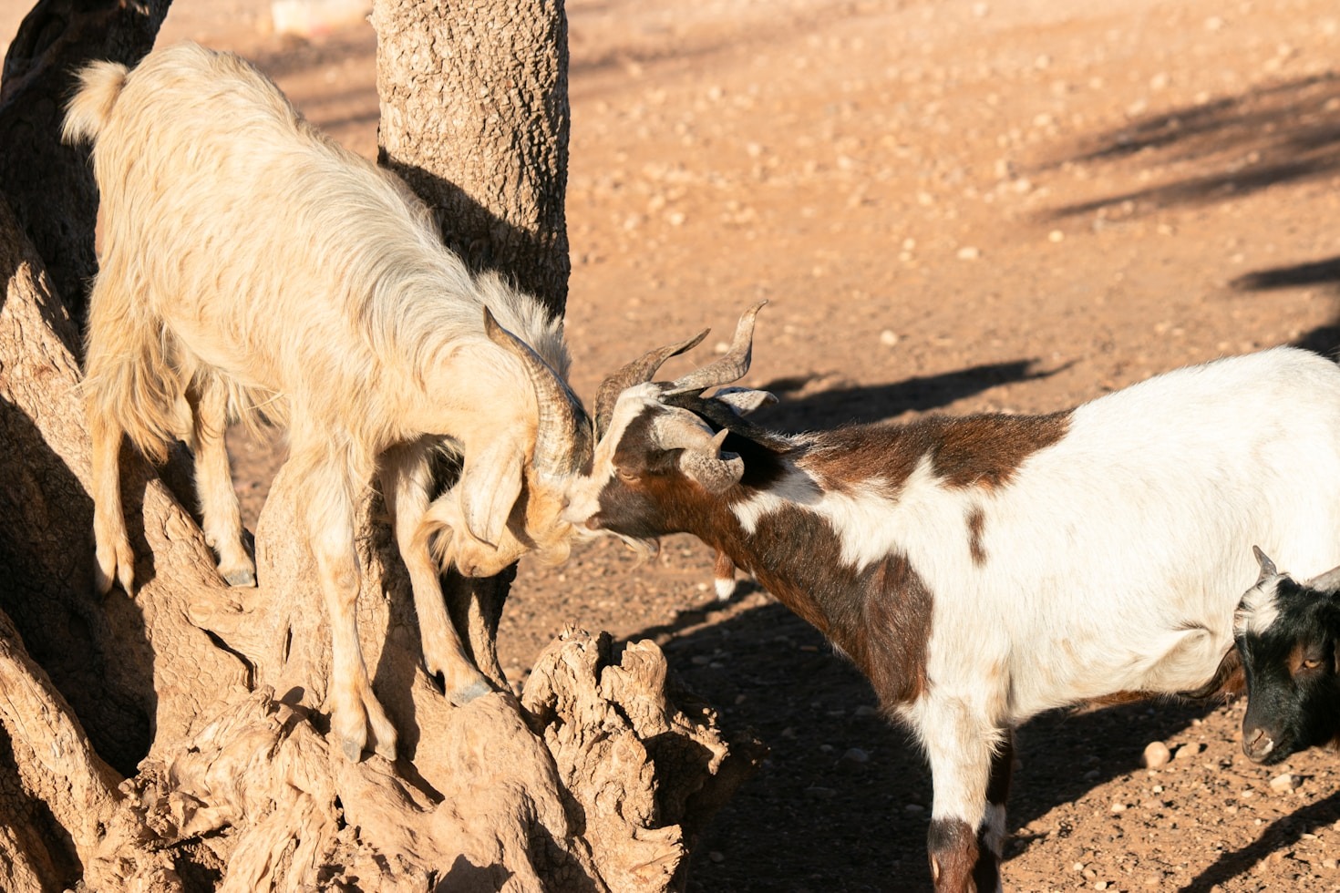 Meet the Charming Goats of Fox Meadow Farm