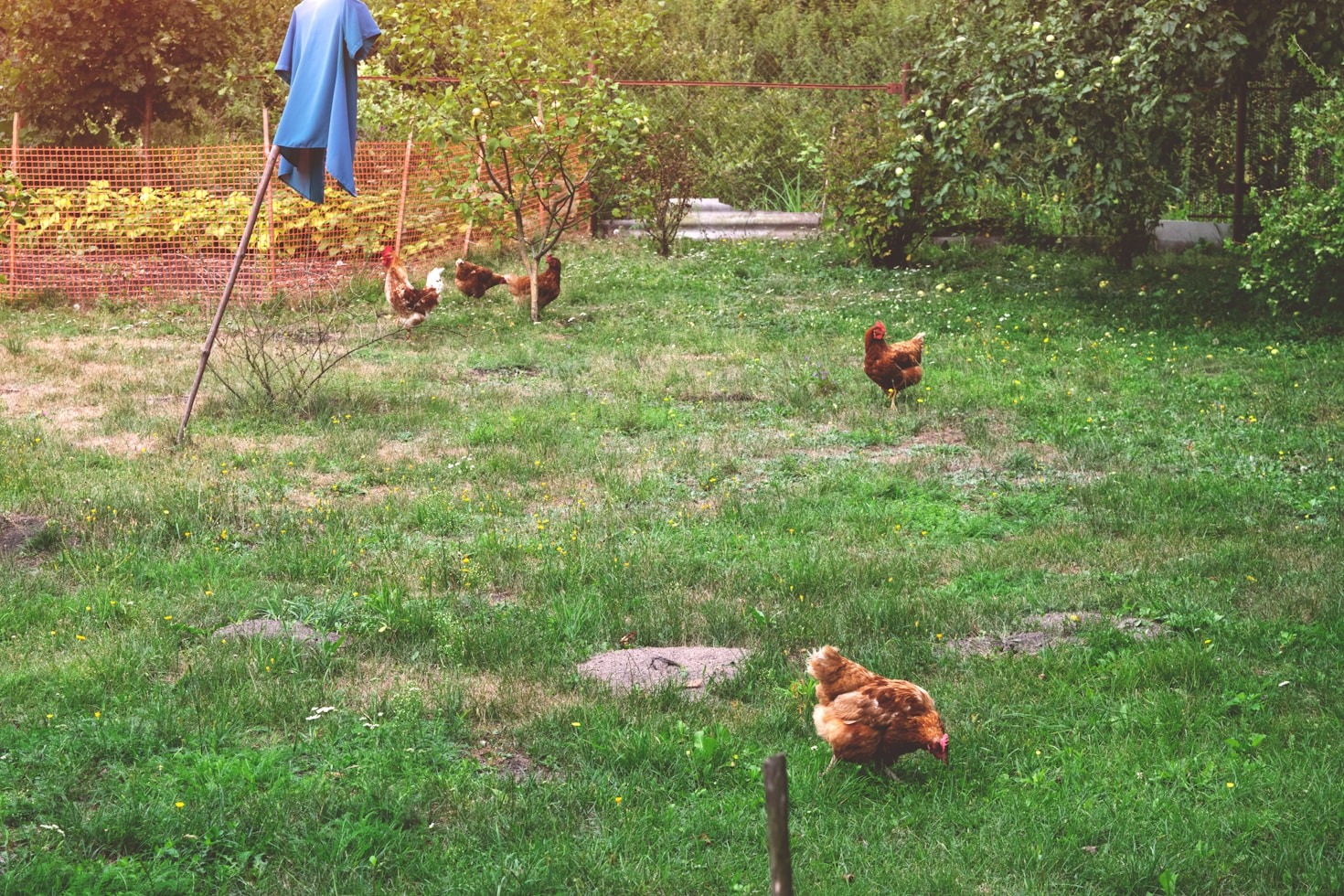 How Chicken Rentals Bring Families Together