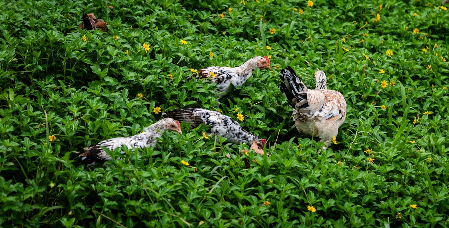 Exploring the Beauty of Nigerian Dwarf Goats