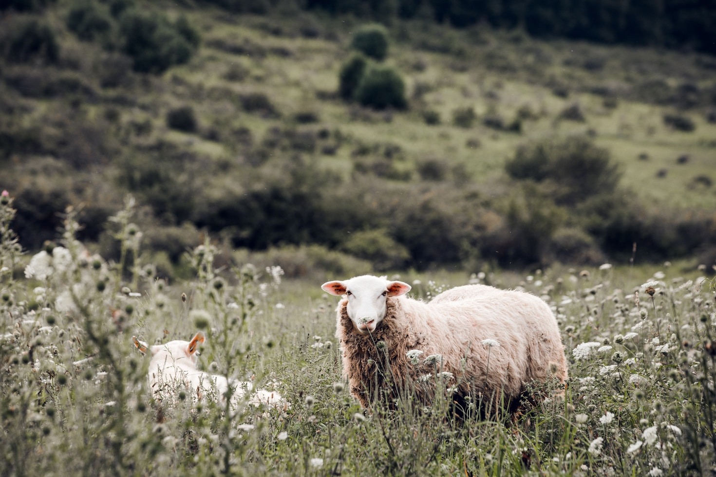 The Allure of Raising Nigora and Angora Goats